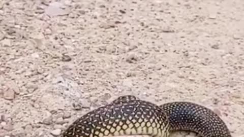 Snake eats snake😱 #wildanimals #snake #snakesoftiktok #animals