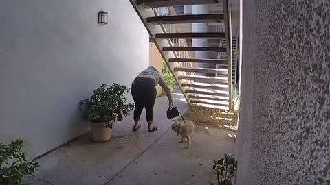 Lady Leaving While Carrying Puppy Hits Head on Stairs