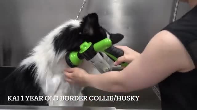 The most stubborn breed mixed with the most brilliant...what could go wrong
