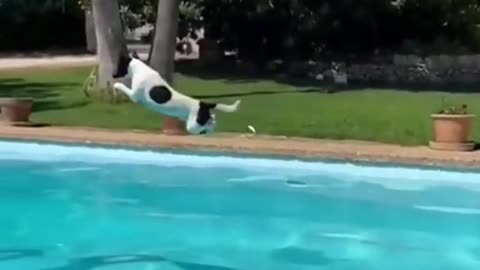 How far do you think he jumped?