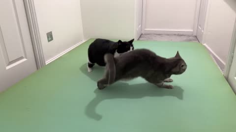 Cat Bites Other Cats Butt