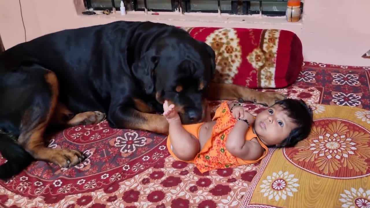 Jerry and Aaru are made for each other | Dog protecting baby | the rott best Video |