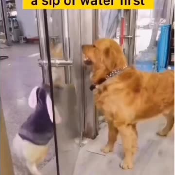 How politics works around the world!