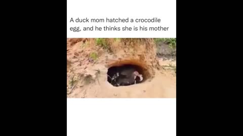 funny videos moments 2023