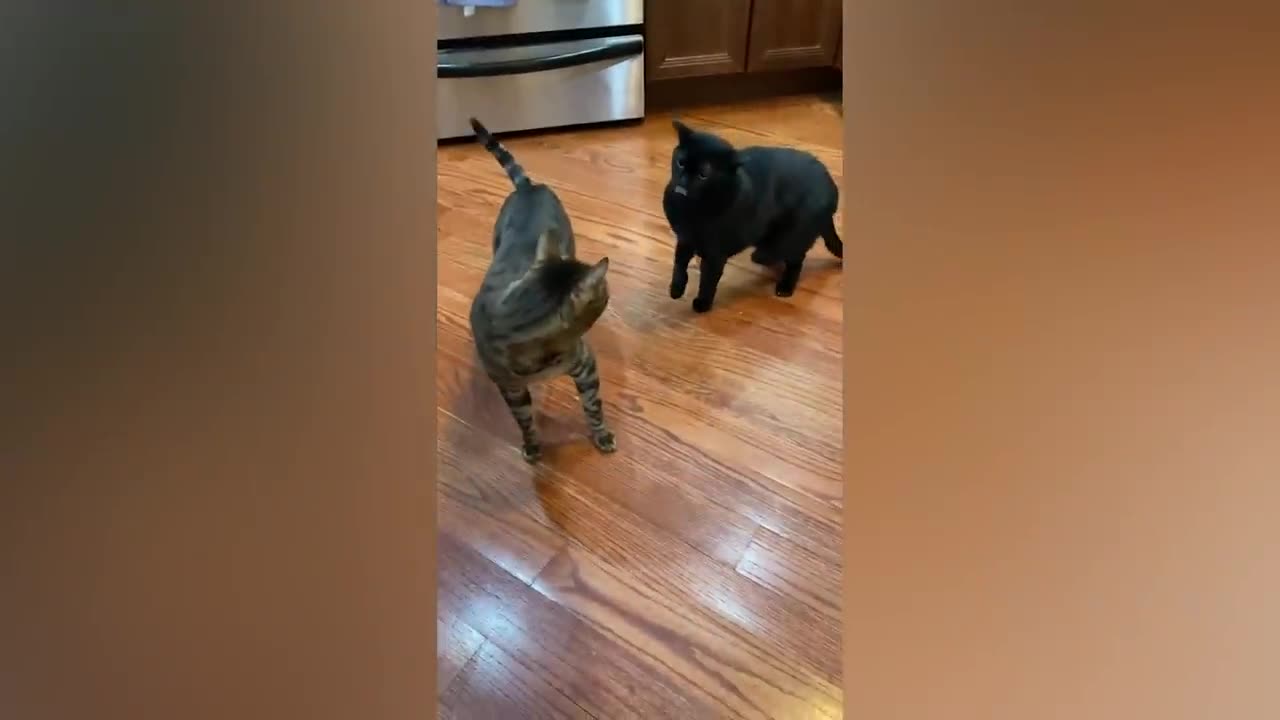 Best Funny Animal Videos Of The 2023