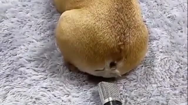 Funny videos of animals part 234