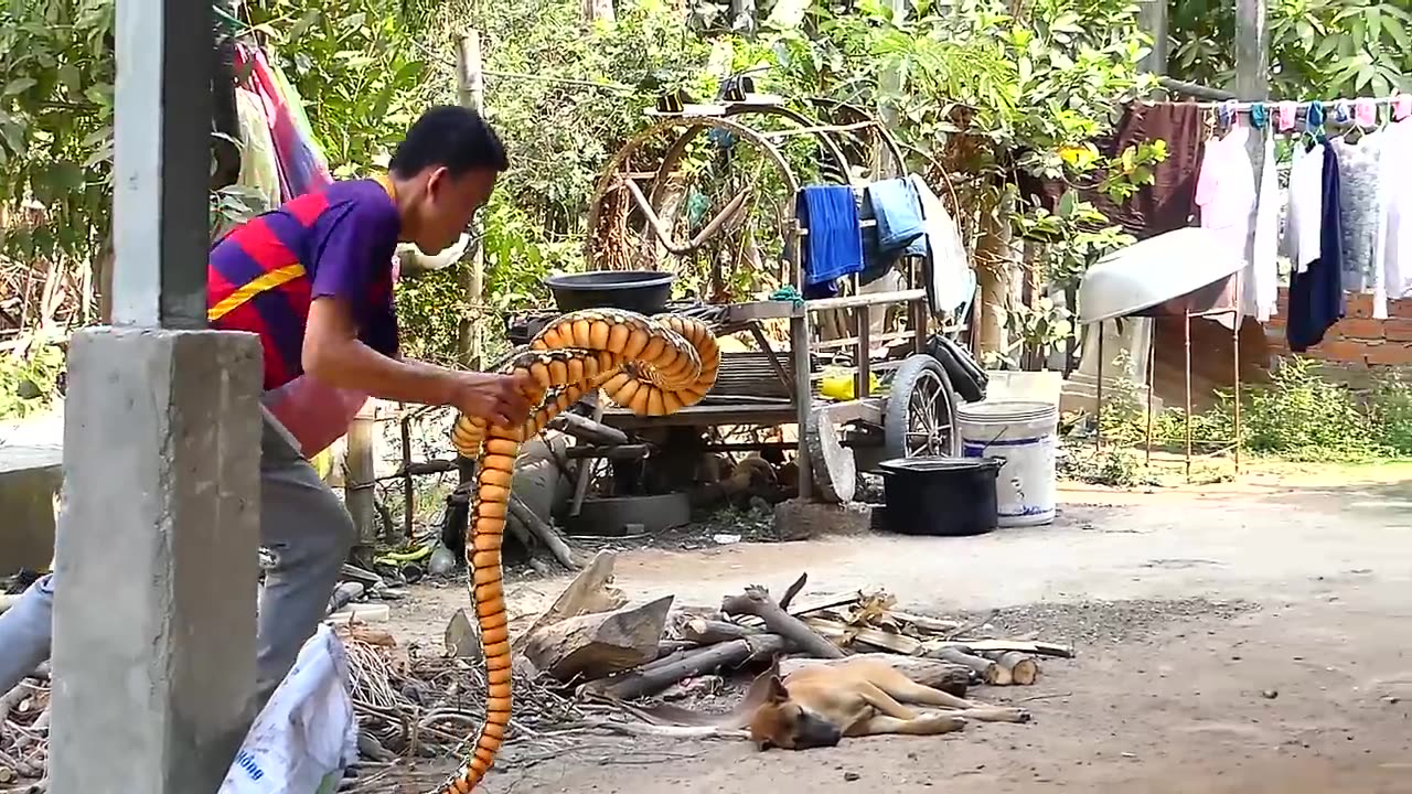 "Laugh Out Loud: Chu Pa Pi Mu Na Nyo Prank Sleep Dog vs Big Horn!"