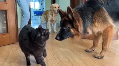 German Shepherd Puppy Meets a Cat For The First Time