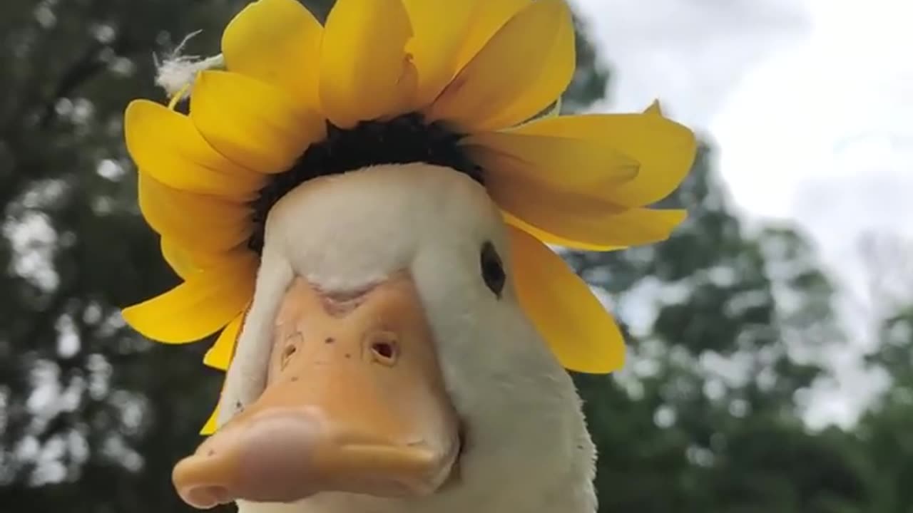 A ducking flower!