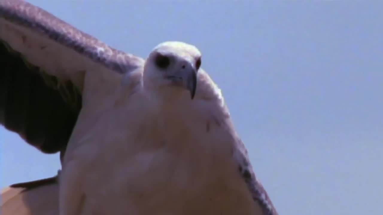 Flying Eagle mounts the wind and dives into Sea water