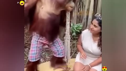 Random Funny Videos Try Not To Laugh Compilation Cute People And Animals Doing Funny Things