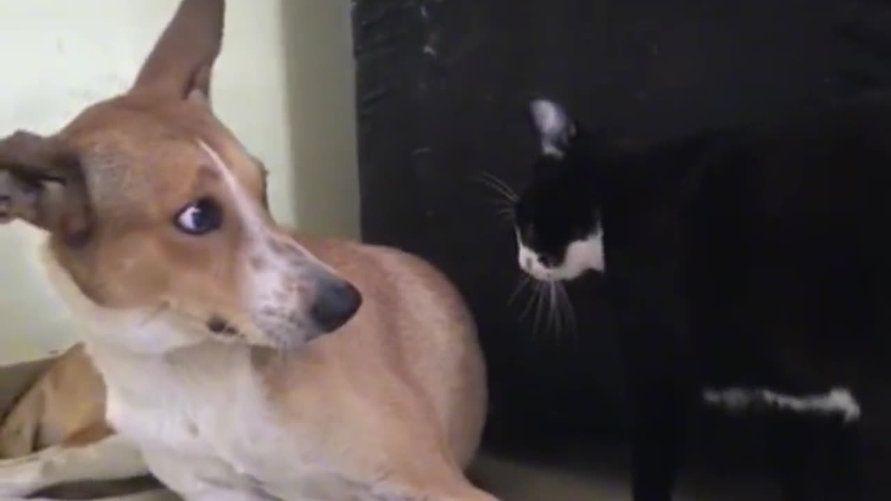 Dog and cat funny video/cat funny video/dog funny video/dog and cat funny moment