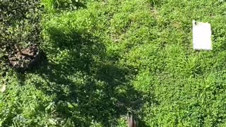 German Shepherd helping feed the ducks