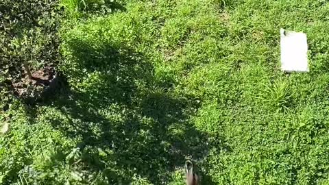 German Shepherd helping feed the ducks