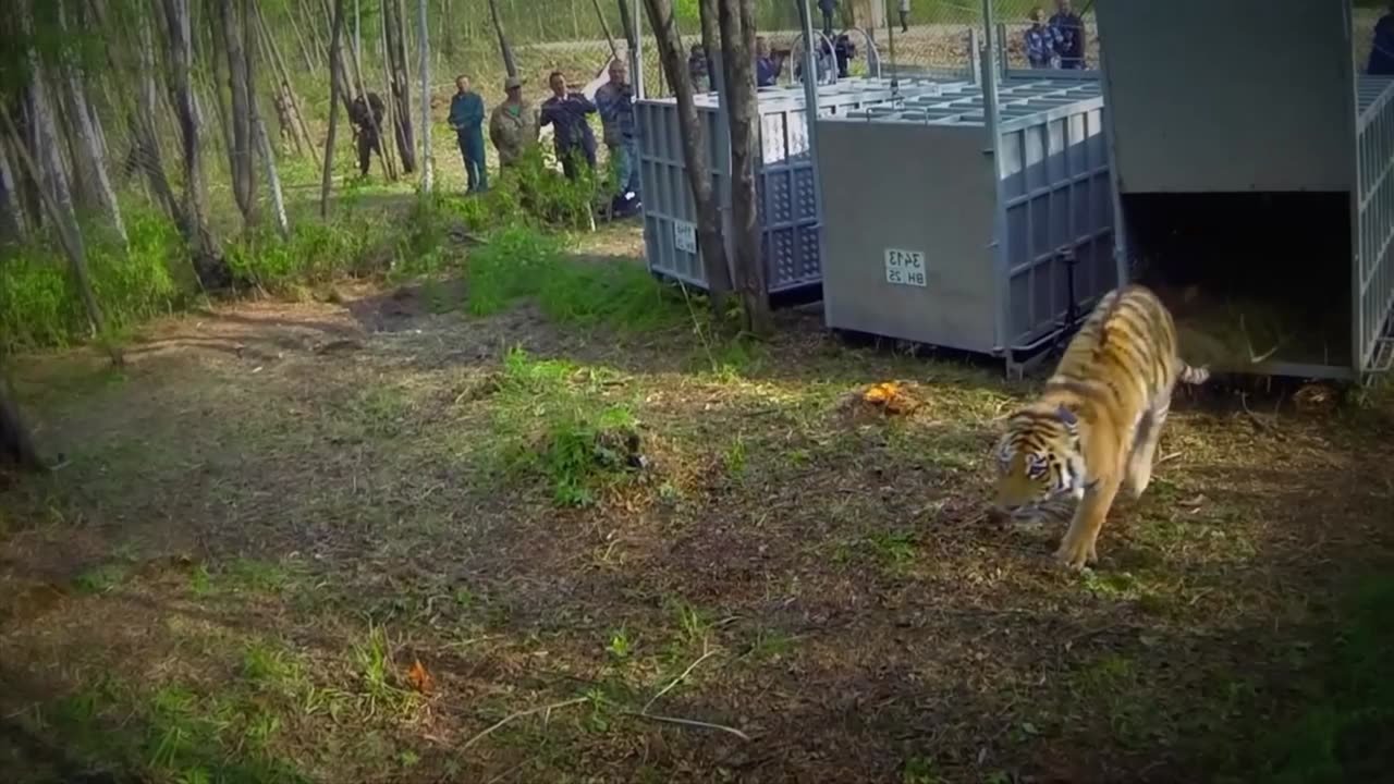 Animals Being FREED For The First Time!