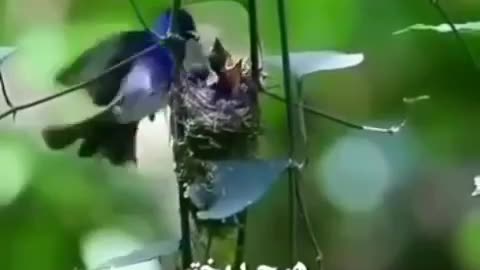 beauties