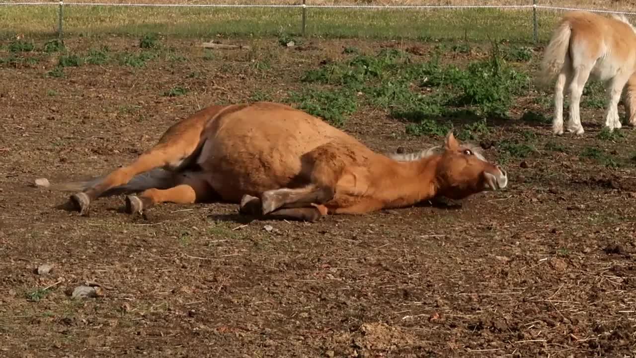 Horse Meets Foal For The First Time