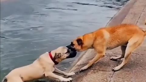 Rescued dog by dog | Viral Dog