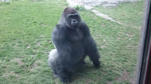 FULL VERSION When a Silverback attacks.