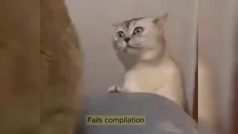 Cute And Funny Cats Videos Compilation 2023 😹 Makes you laugh 🤣