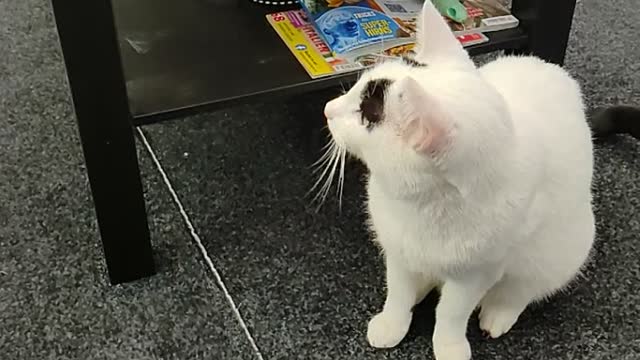 My Cat Should Work In A Circus