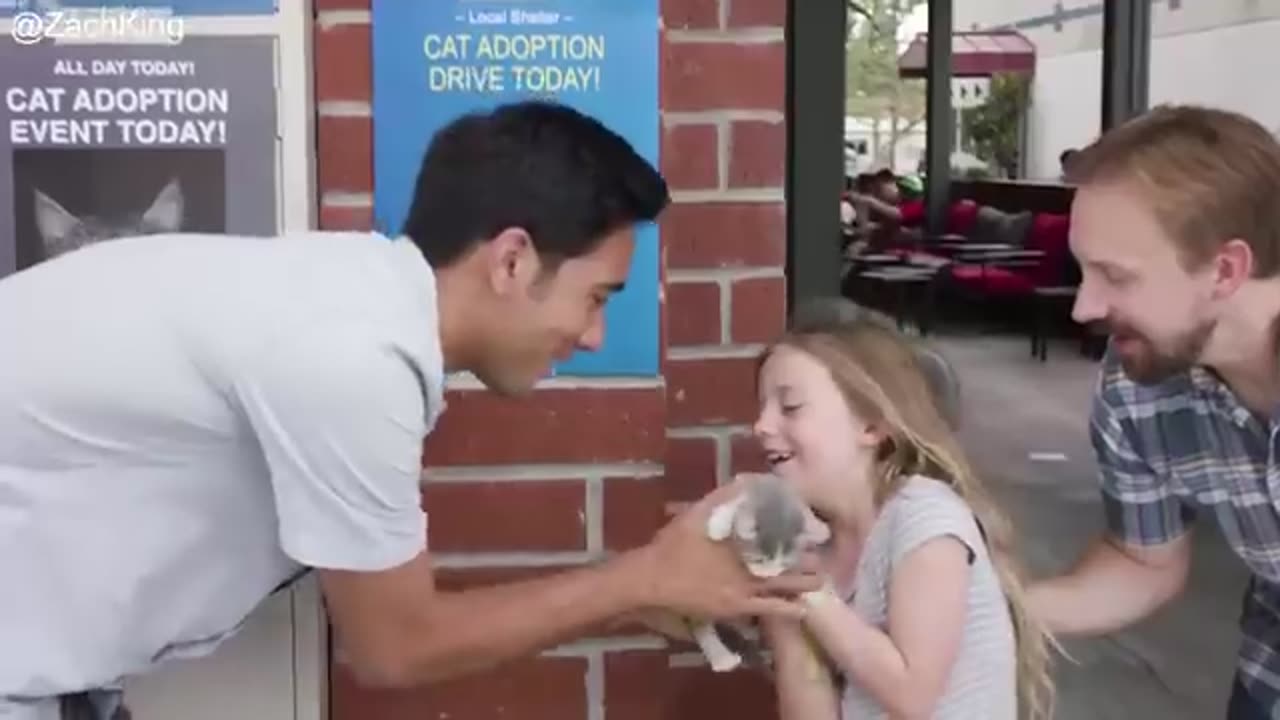 Magic trick show cats and dogs