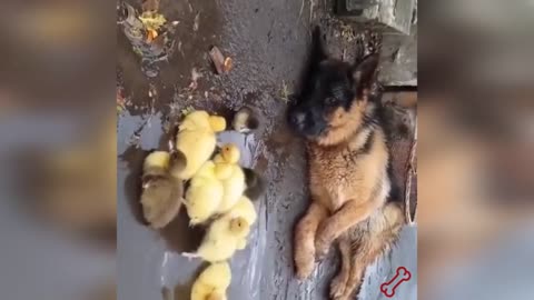 The cutest animals