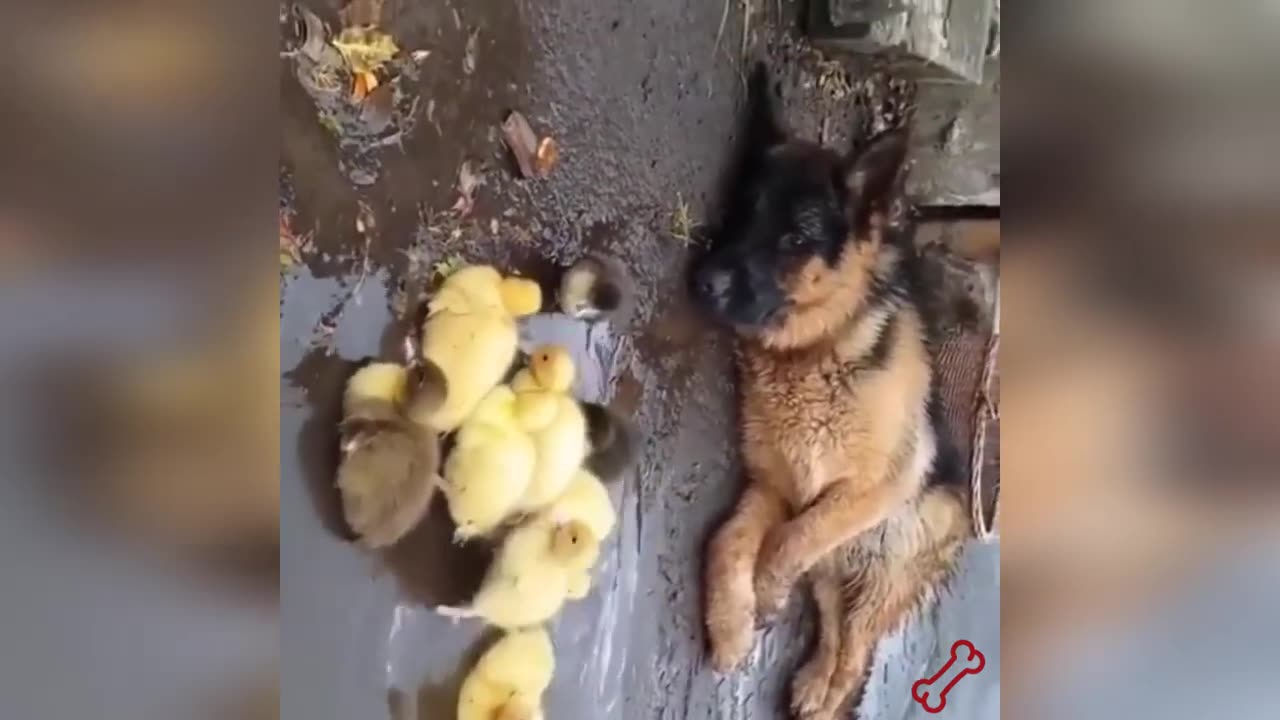The cutest animals