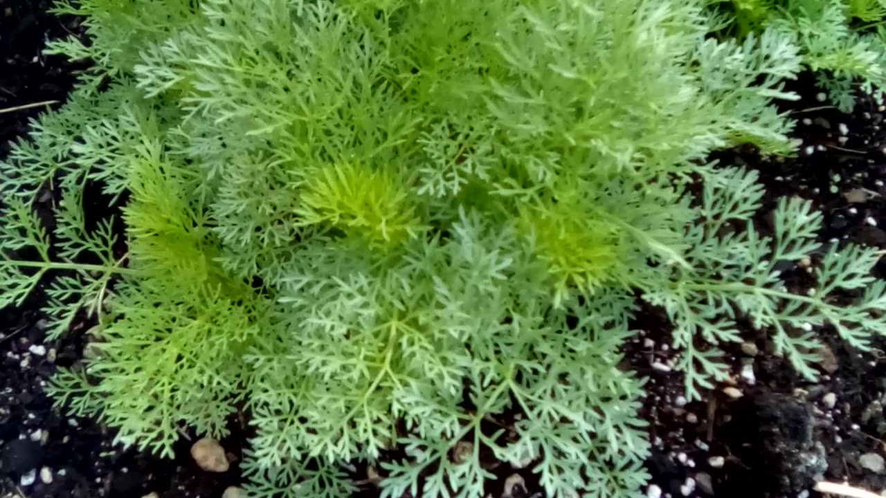 ammi visnaga. green mist. in the garden