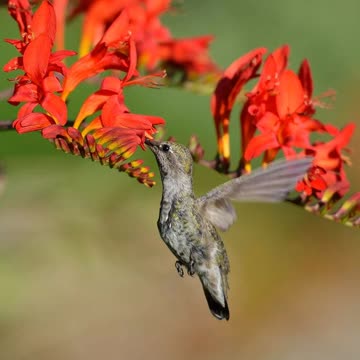 Lucifer Crocosmia