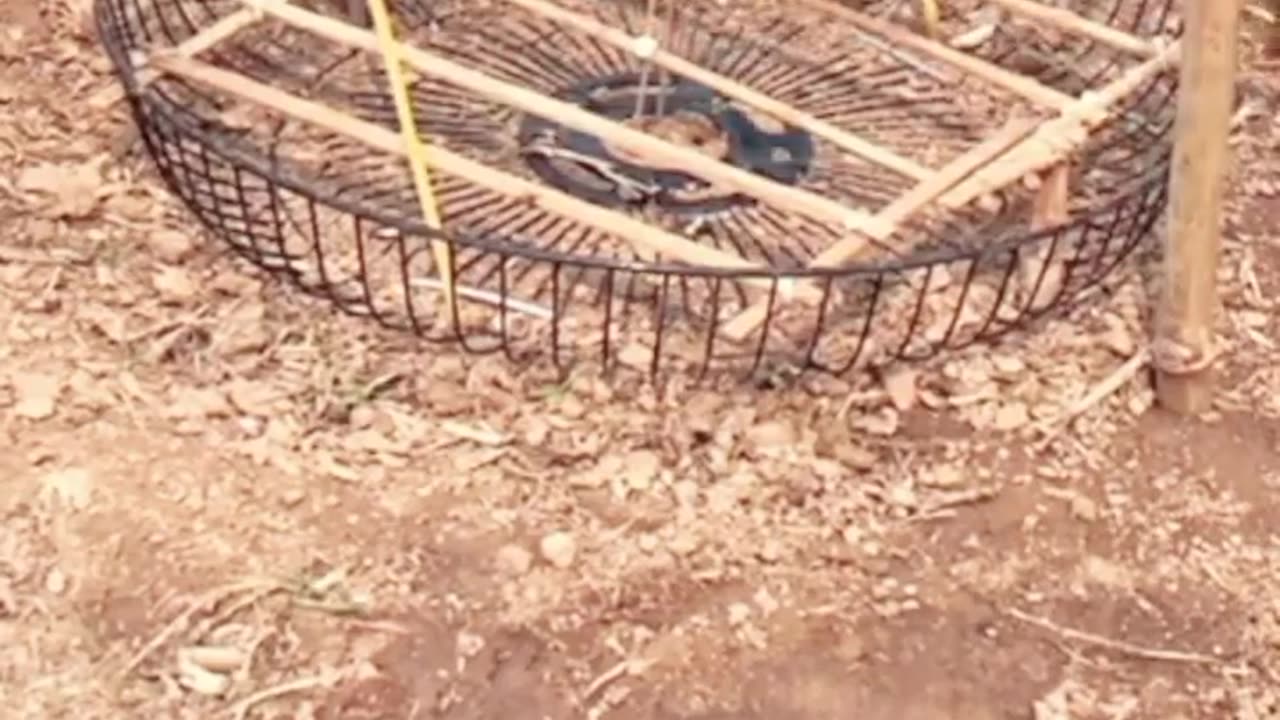 Bird trap