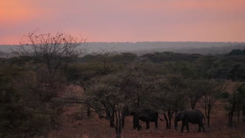 When you in TANZANIA _ Safari Wildlife