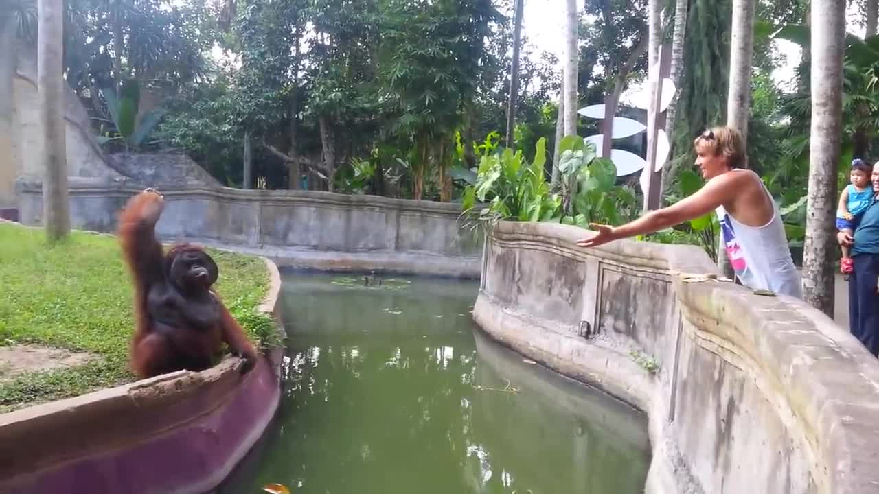 Clever Orangutan Makes a Fair Trade With Human