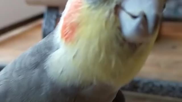 The cockatiel bird is moving around the house singing with joy