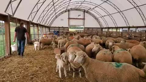 asdSheep Farming- The Fall Lambs_Cut