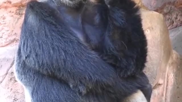 Kong lonely