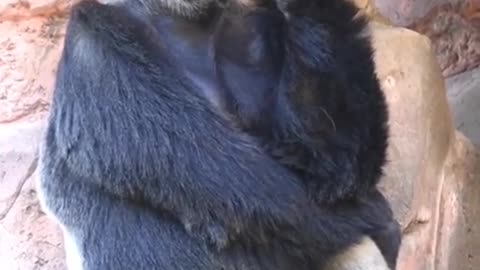 Kong lonely