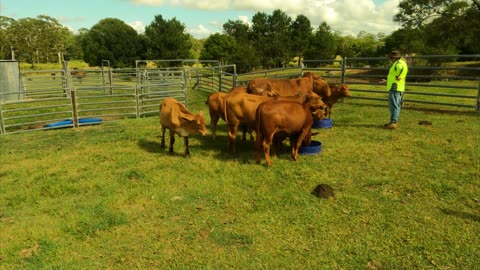 92-Calves from 2022 For Sale, 24. 02. 2023