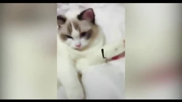 funny cats for the crowd