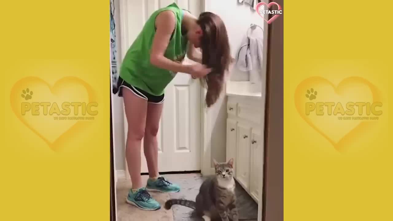 Cats being JERKS!! Savage cats attacking people compilation