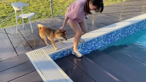 akitas swimming for the first time