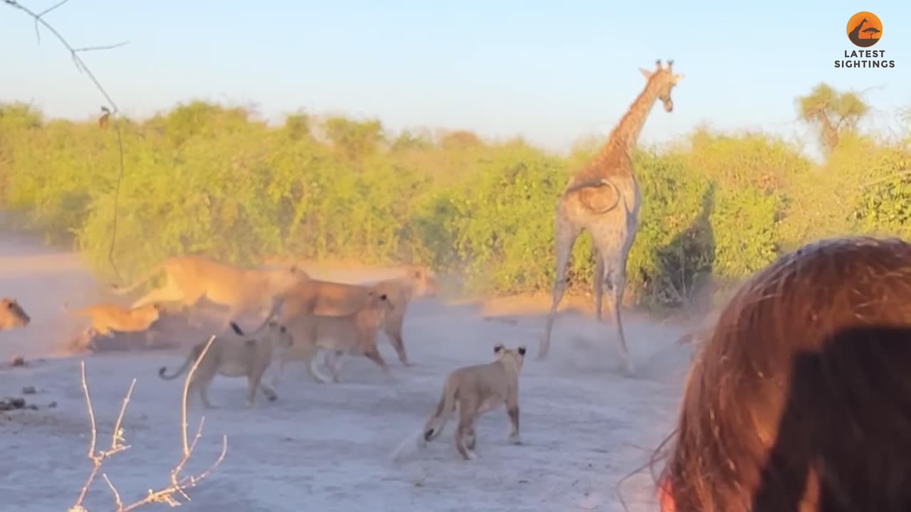 Lion Rides Giraffe to Bring it Down #lions #giraffe #wildlife #viral