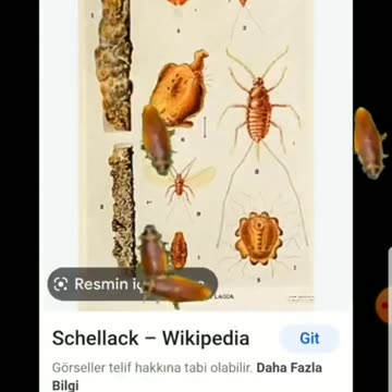 Boycott Kinder Chocolate