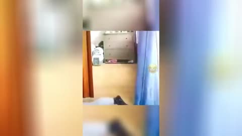 funny videos