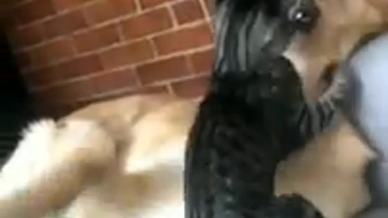 Cat vs dog video