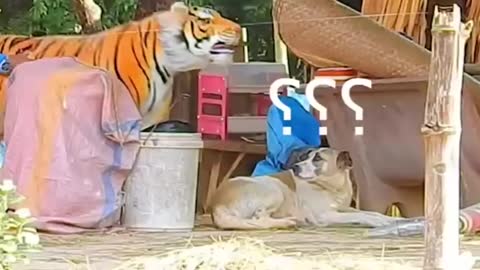 Troll Prank Dog Funny fake Lion and Fake Tiger Prank To dog Huge Box Prank to dog