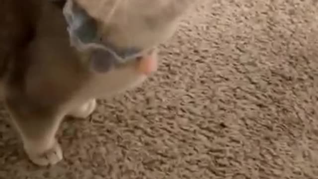 Cute Kitten Is Jealous That Her Human is Hugging Other Cats