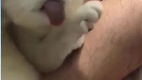 These Pets Are Too Funny: Watch and See