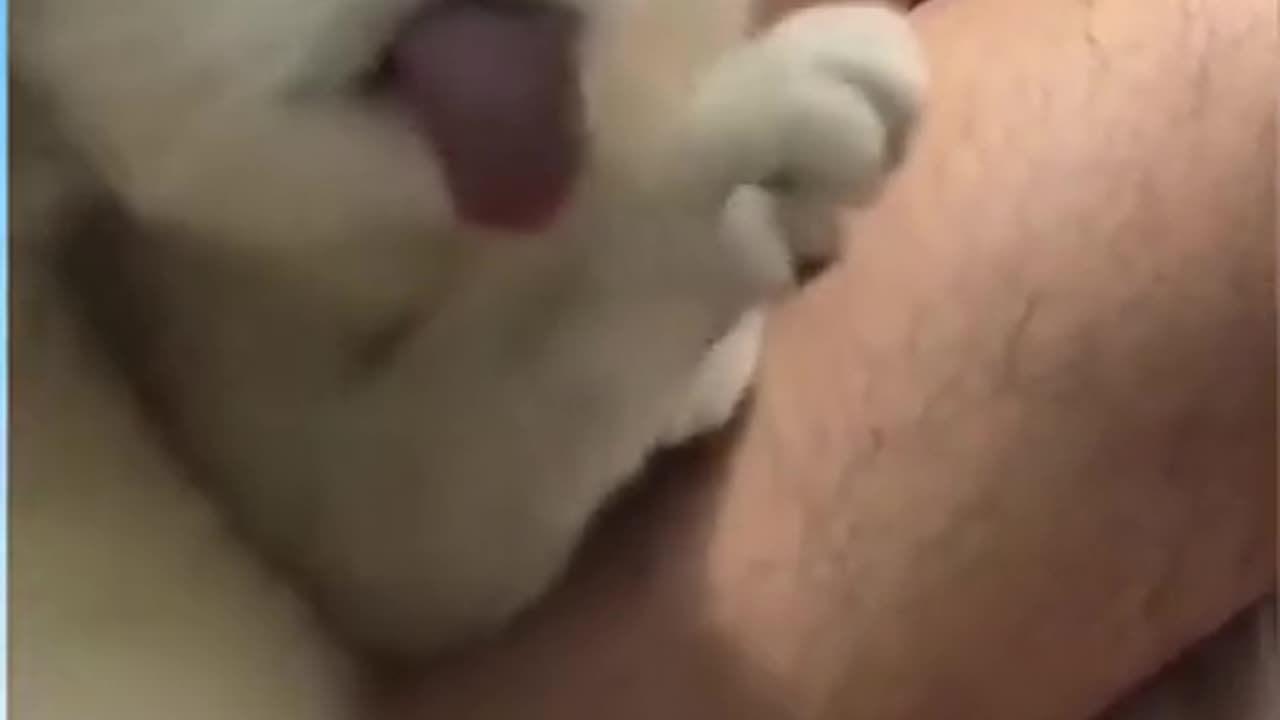 These Pets Are Too Funny: Watch and See