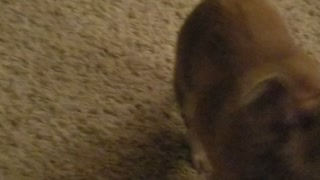 Cute puppers